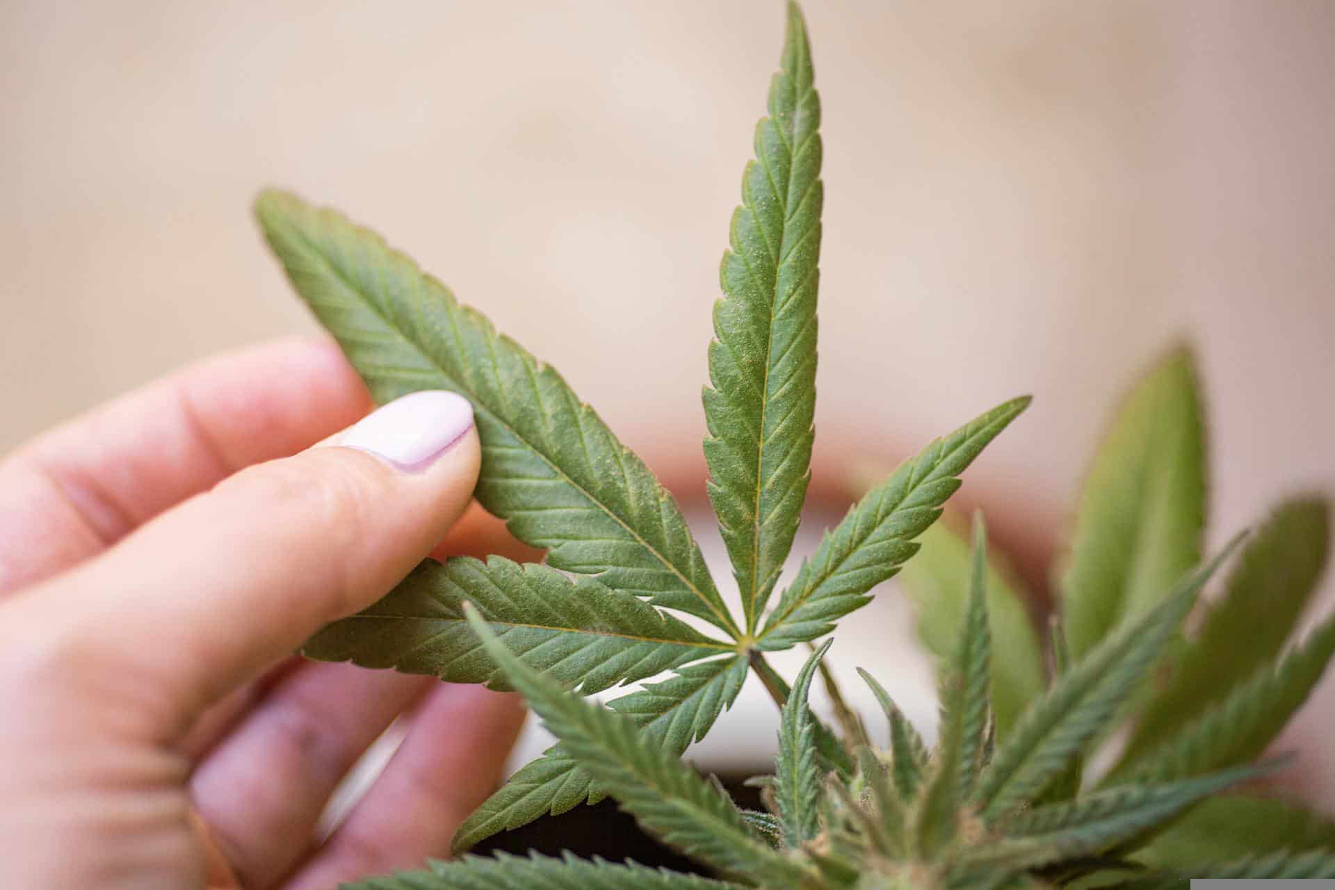 Person holding marijuana leaf