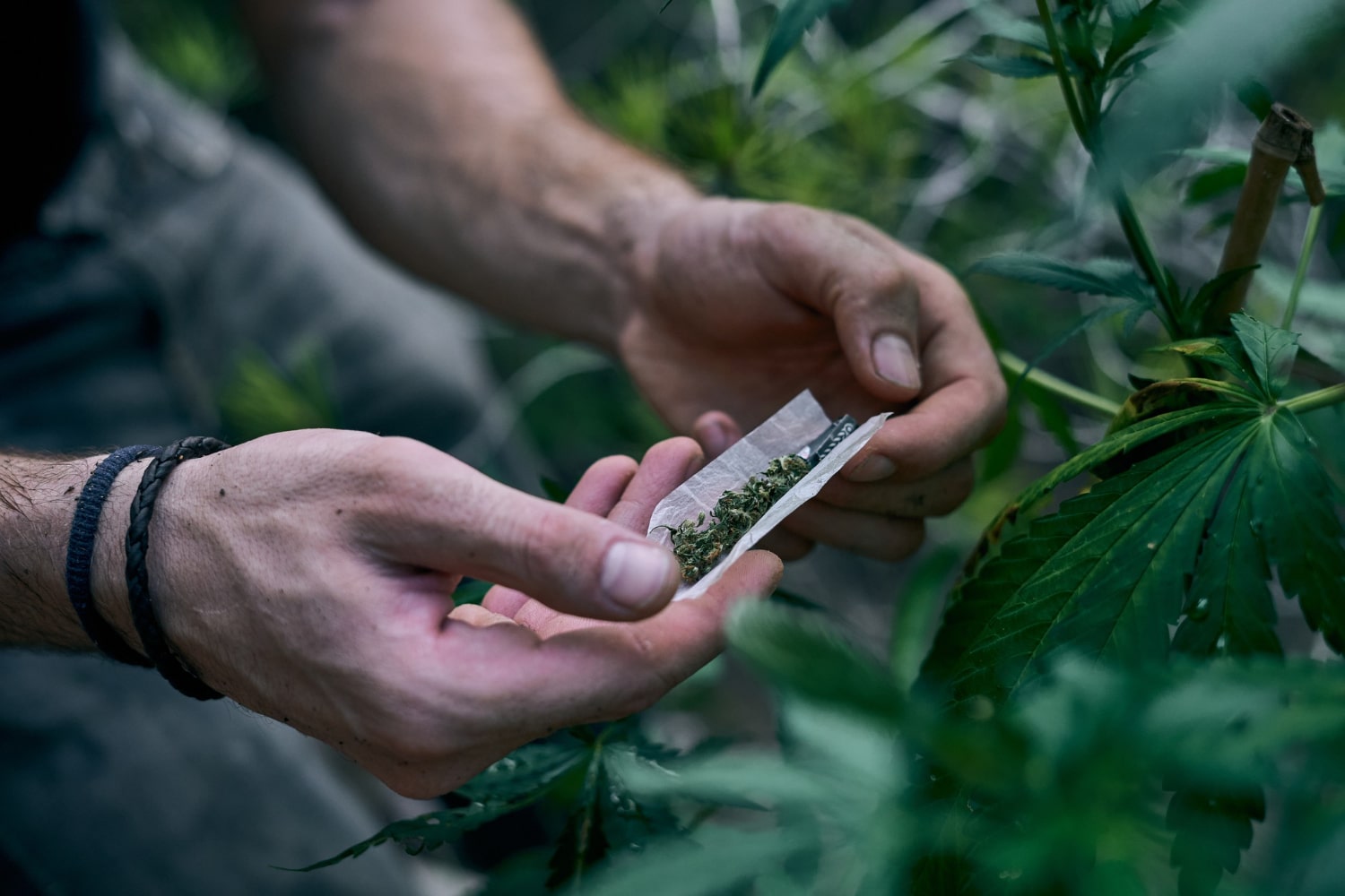 Man rolling joint with weed near cannabis plant.