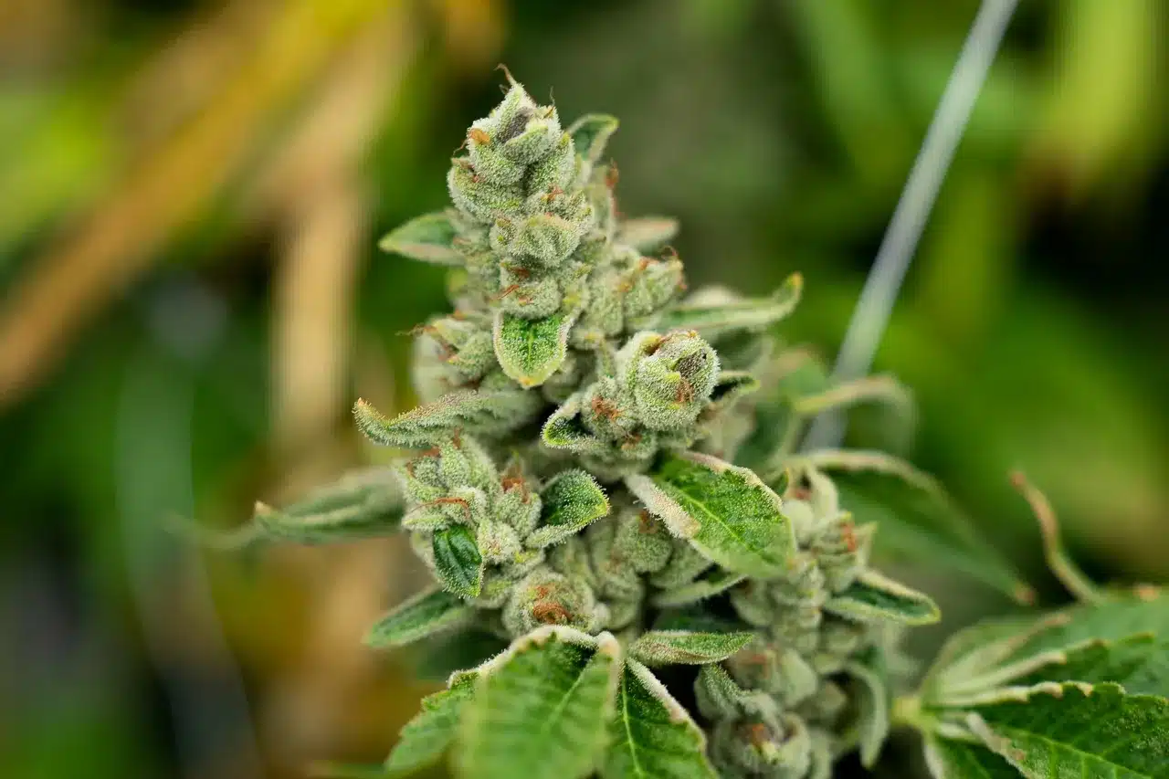 Aruna Cannabis Plant